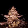 Buy cannabis seeds Biscotti Mintz