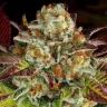 Buy Biscotti Mintz seeds