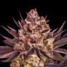 Order Biscotti Mintz seeds