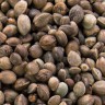 Black Widow Cannabis Seeds