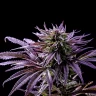 Buy Black Widow seeds