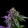 Order Black Widow seeds