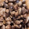 Auto Big Bud seeds