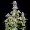 Buy Auto Big Bud seeds