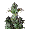 Order cannabis seeds Auto Big Bud