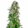Inexpensive cannabis seeds Auto Big Bud