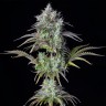 Inexpensive cannabis seeds Auto Big Bud