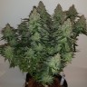 Auto Big Devil Seeds