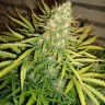 Order Auto Big Devil seeds