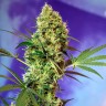 Auto Big Devil seeds inexpensively