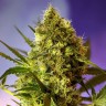 Auto Big Devil Quality Cannabis Seeds