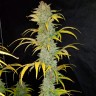 Blue Dream cannabis seeds in the online store