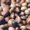 Auto Blue Dream cannabis seeds
