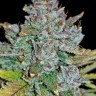 Auto Blue Dream buy seeds