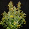 Auto Blue Dream order seeds