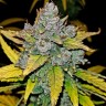 Order cannabis seeds Auto Blue Dream