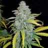 Auto Blue Dream seeds inexpensively