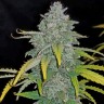 Order Auto Blue Dream seeds wholesale