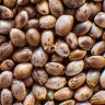 Auto Bubblegum seeds