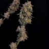 Buy Auto Bubblegum seeds