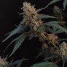 Order Auto Bubblegum seeds