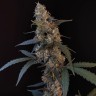 Auto Bubblegum seeds inexpensively