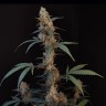 Auto Bubblegum quality seeds