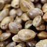 Buy Auto Cafe Racer seeds