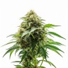 Auto Cafe Racer seeds in the kadama online store