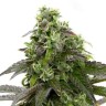 Auto Cafe Racer seeds buy in the online store