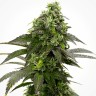 Cafe Racer seeds buy in the online store