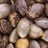 Auto Chocolope buy seeds