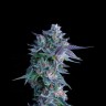 Order Auto Chocolope seeds