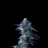 Auto Chocolope seeds with delivery