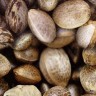 Chronic seeds buy