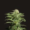 Quality seeds Chronic