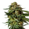 Order cannabis seeds Chronic