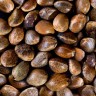 Auto Durban Poison seeds order