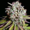 Quality Auto Durban Poison seeds delivered
