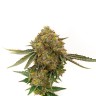 Auto Durban Poison cannabis seeds delivered