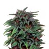 Buy cannabis seeds Auto Durban Poison
