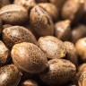 Auto Girl Scout Cookies Cannabis Seeds