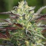 Buy Quality Auto Girl Scout Cookies Seeds