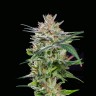 Order cannabis seeds with delivery Auto Girl Scout Cookies