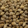 Auto Hindu Kush cannabis seeds