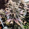 Auto Hindu Kush cannabis seeds with delivery