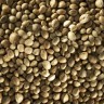 Cannabis seeds of the legendary Auto Jack Herer