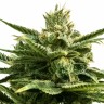 Auto Jack Herer Cannabis Seeds