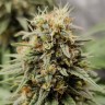Auto Jack Herer cannabis seeds buy