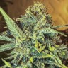 Buy cannabis seeds Auto Jack Herer
